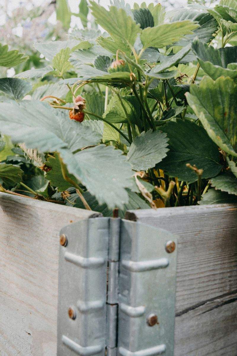 垂直綠化